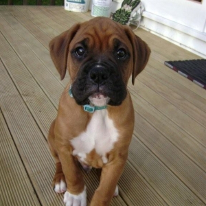 Bruce - 8 weeks, 3 days