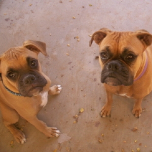 My boxers
