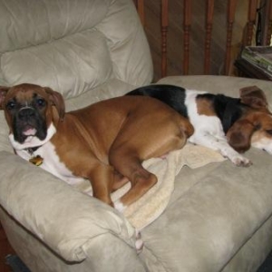 Tucker and Chloe (the beagle)