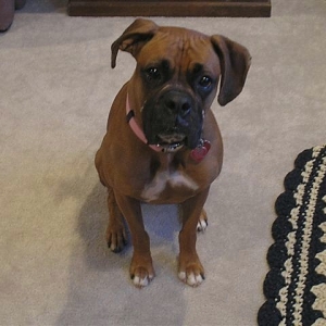Ali in a "sit/stay"