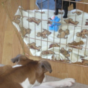 Kallie meeting her brother Beefy for the first time.