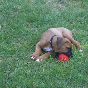 Squeeky Ball!
