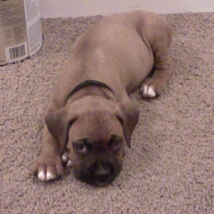 Sleepy Puppy