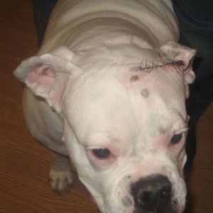 Abby's Mast Cell removal