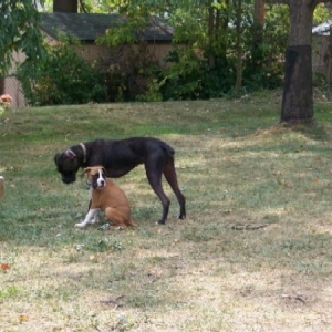 Bentley and Gunner