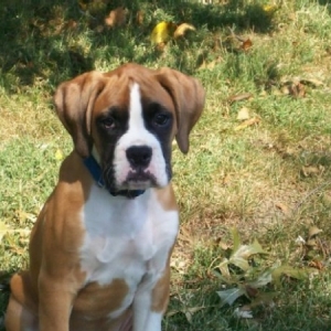 Gunner at 13 weeks