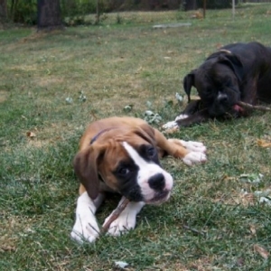 Gunner and Bentley chewing on sticks