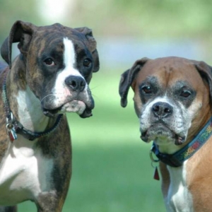 Double trouble