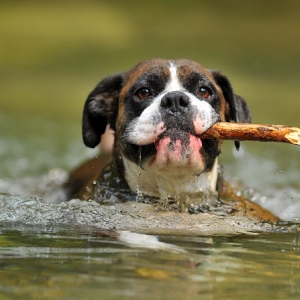 Henri's stick