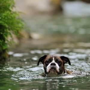Swimmer