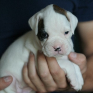 Little White Boxer