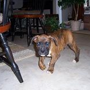 new_puppy_004