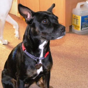Tinkerbell aka Tink