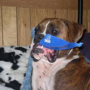 Jowls!