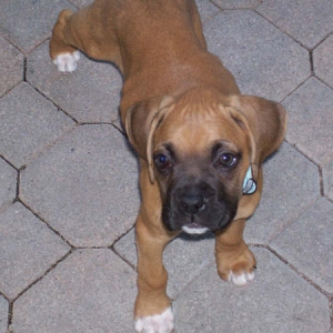 Tyson 7 weeks