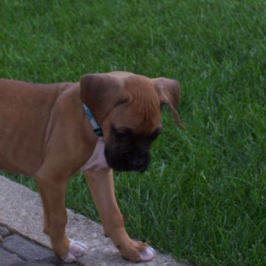Tyson
