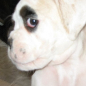 Pepper