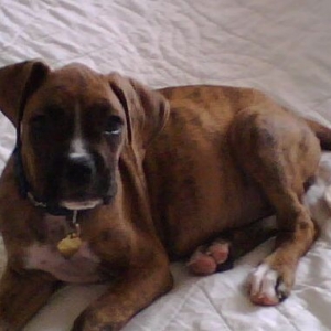 Daisy