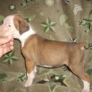 frankie 4 weeks old