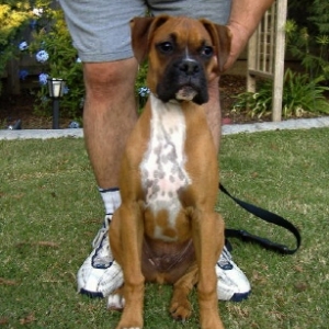 Tank, 20 weeks old.
