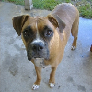 Darla, 2-1/2 years old.