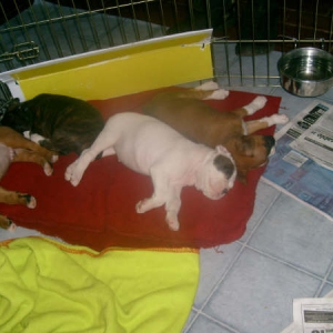 Stella and her littermates @ 5 wks