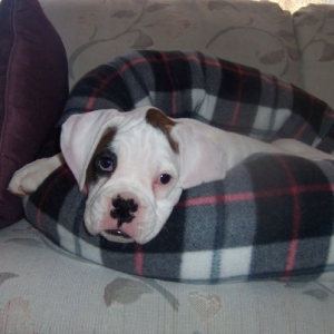 Stella and the bed she will grow out of by 10 wks :)