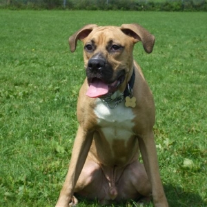 Chaos's First Time off Leash