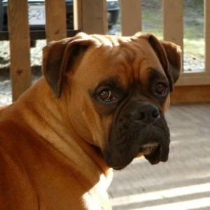 Lewis 3 yrs.