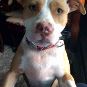 Sweet faced Bella