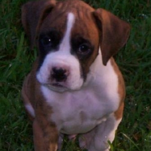 Lucas 8 wks