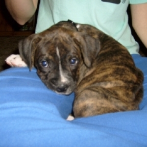 Judge-8 weeks old