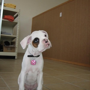 Roxy Is A Thinker