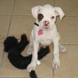 Roxy Loves Her Toy Cat