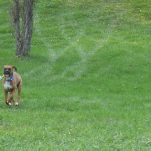 Rocky 4 months old