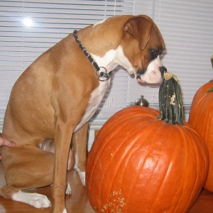 8 month old pumpkin picking