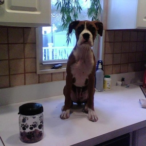 sneaky treat