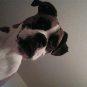 Bud looking down