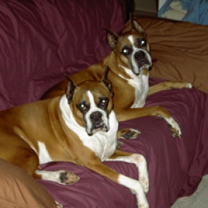 gus-and-elvis-2005-014-copy
