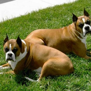 gus-and-elvis-2005-017forwe