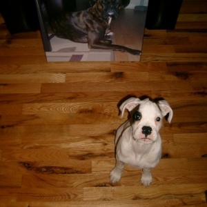 Shooter and Stella
