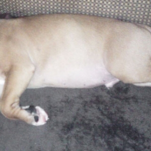Mojo napping