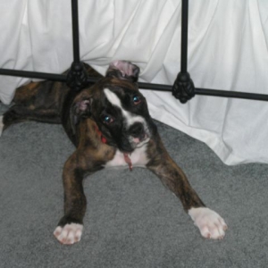 Tank playing