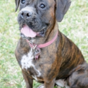 Addie