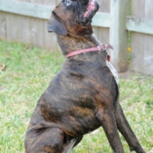 Addie