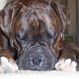 Syd_2_Years_8_Months_Old