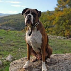 Henri