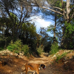 Daily walk