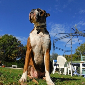 King of all he surveys