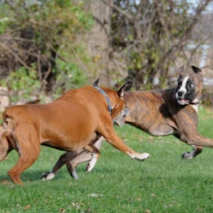The Chase